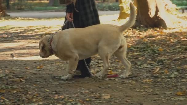 개 사육 래브라도 황금 색상 — 비디오