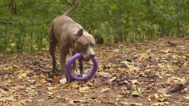 stafford köpek ırkları