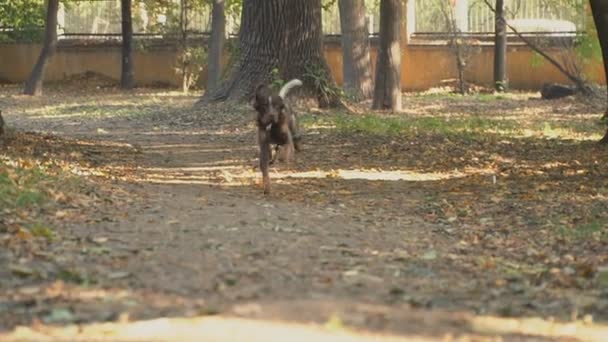 Французская собака-эпанол в парке — стоковое видео