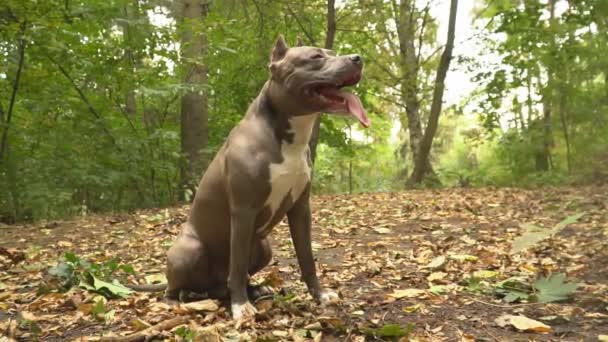 Собака породи stafford — стокове відео