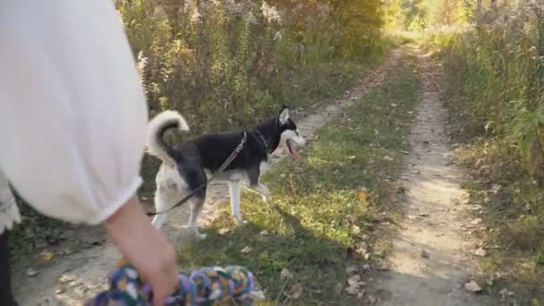 Doğada husky köpek doğurmak — Stok video