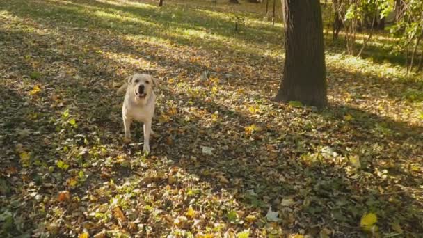 Race de chien Labrador dans le parc — Video