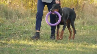 köpek doğurmak Doberman niteliğine