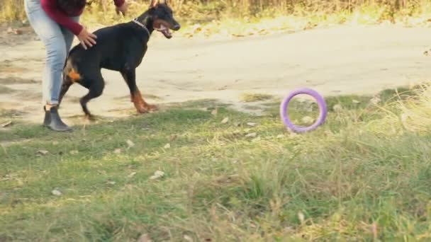 Doberman Cão Para Passeio — Vídeo de Stock