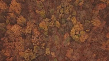 Sonbahar ormanında yol