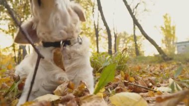 Köpek çiftleşmesi Golden Retriever