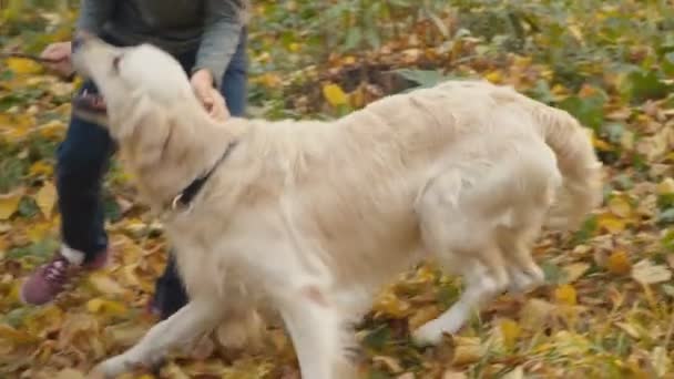 Pies rasy golden retriever — Wideo stockowe