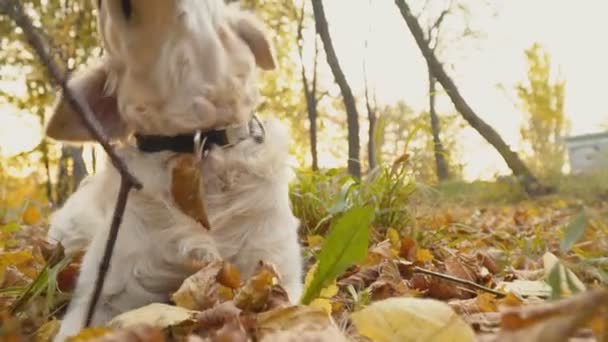 Perro crianza golden retriever — Vídeos de Stock