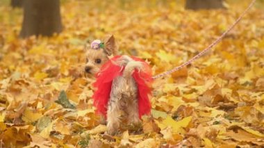 Köpek cinsi Yorkshire Teriyeri