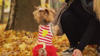 kızla köpek doğurmak Yorkshire korkunç