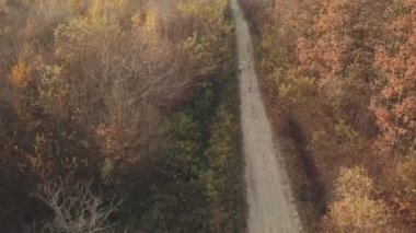 kuş-göz orman toprak yol