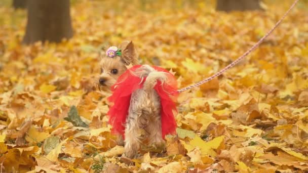 Hunderasse yorkshire terrier — Stockvideo