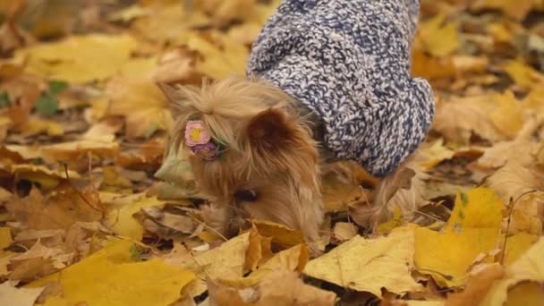 Anjing ras anjing Yorkshire terrier — Stok Video
