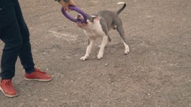 köpek yavrusu stafford sahada oynuyor.