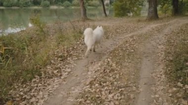 Samoyed köpek park