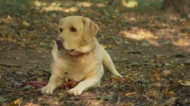 köpek doğurmak labrador altın renk