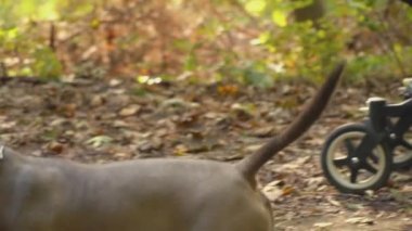 stafford köpek ırkları