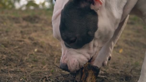 Stafford mordisca uma barra de madeira — Vídeo de Stock