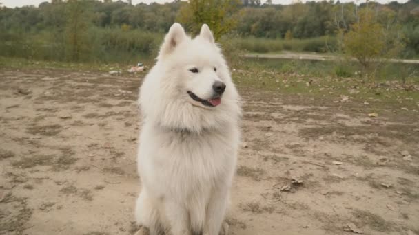 Samoyedo perro en parque — Vídeo de stock