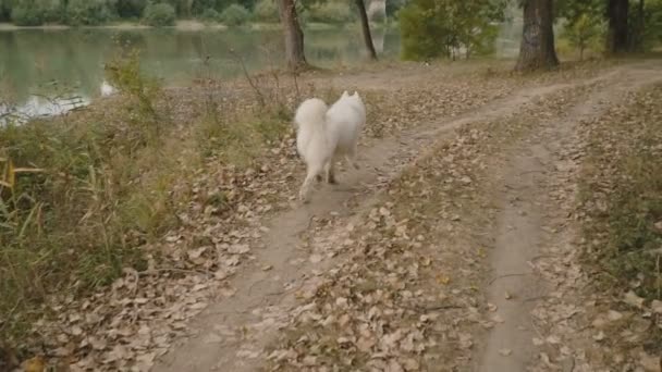 Samojeda psa w parku — Wideo stockowe