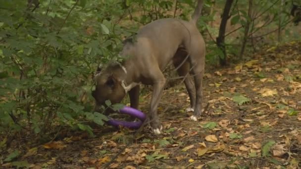 Raças de cães stafford — Vídeo de Stock