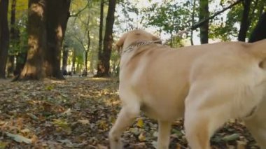 köpek doğurmak Labrador Park