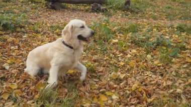 Köpek çiftleşmesi Golden Retriever