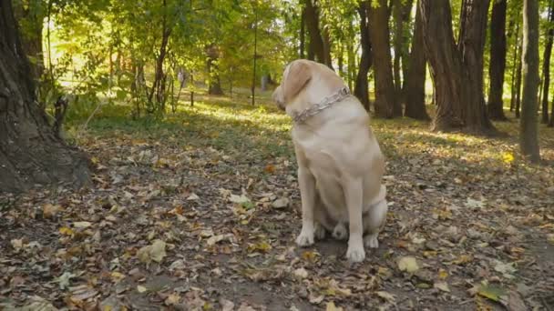 Raça cão Labrador no parque — Vídeo de Stock