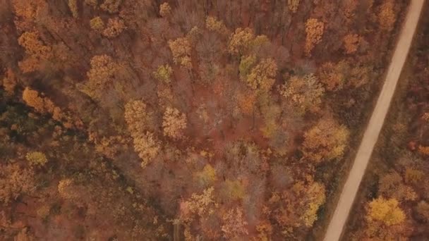 Route dans la forêt d'automne — Video