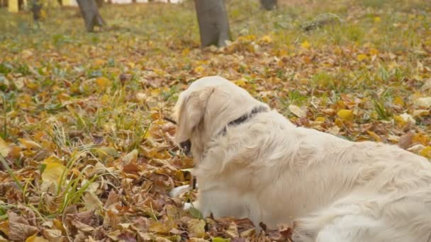 Pies rasy golden retriever — Wideo stockowe