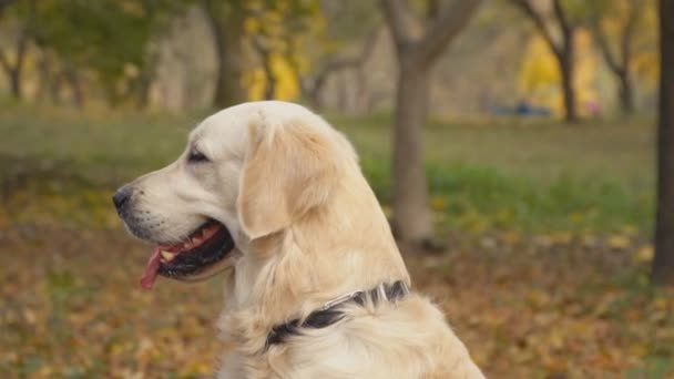 Hund ras golden retriever — Stockvideo