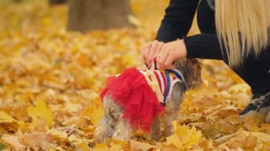 kızla köpek doğurmak Yorkshire korkunç