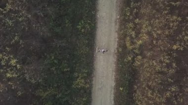 kuş-göz orman toprak yol