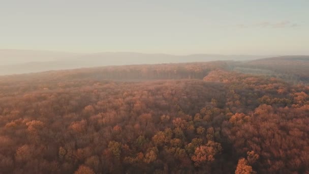 Vista Aérea Carretera Bosque Otoño — Vídeos de Stock