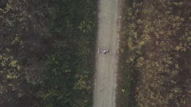 Oiseau-oeil forêt saleté route — Video