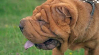cins shar pei