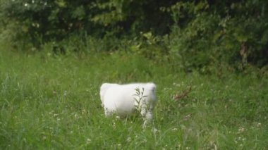 Alabai doğurmak köpek yavrusu