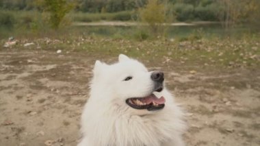 Samoyed doğurmak köpek parkta yürüyor