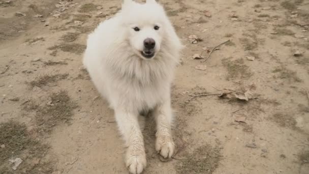 Chien samoyed dans le parc 