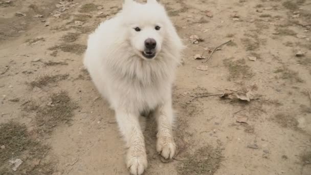 Samoyed cão no parque — Vídeo de Stock