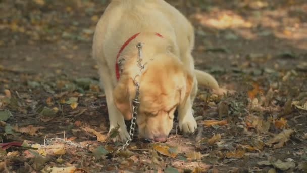 Dog breed labrador golden color — Stock Video