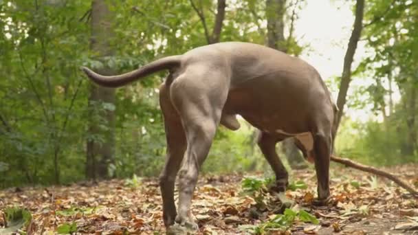 犬犬スタッフォード — ストック動画