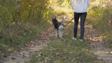 bir köpek ırkı Husky kızla