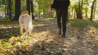 köpek doğurmak Labrador Park