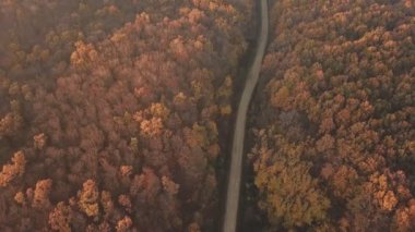 Sonbahar ormanında yol