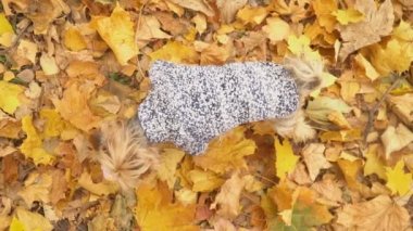 Köpek cinsi Yorkshire Teriyeri