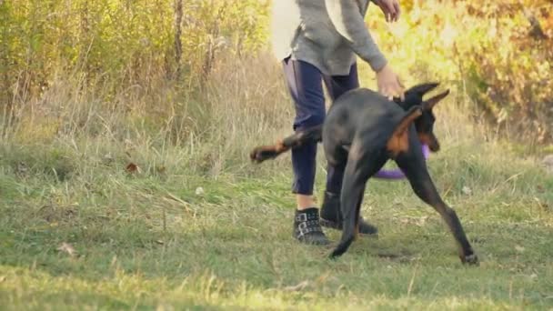 狗品种多伯曼对自然 — 图库视频影像