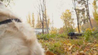 Köpek çiftleşmesi Golden Retriever