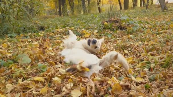 Raça cão golden retriever — Vídeo de Stock