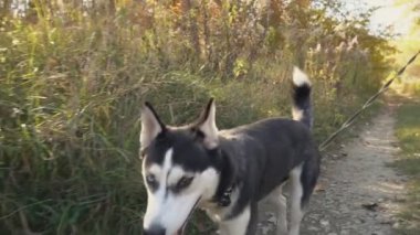 bir köpek ırkı Husky kızla
